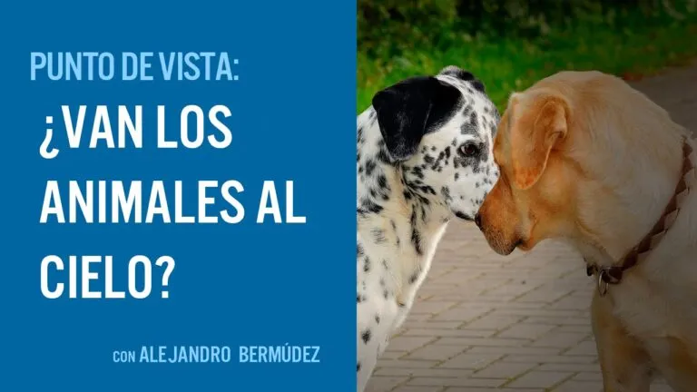 Los Animales Van Al Cielo Segun La Biblia