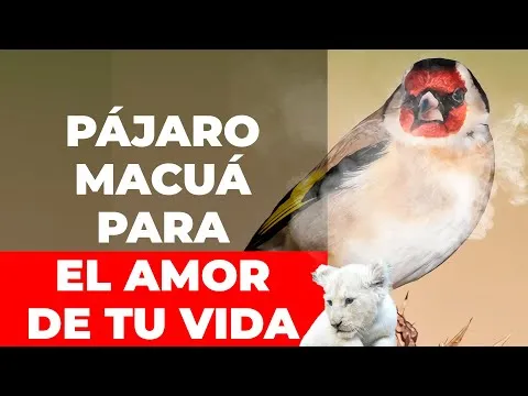 Oracion Del Pajaro Macua Para Enamorar