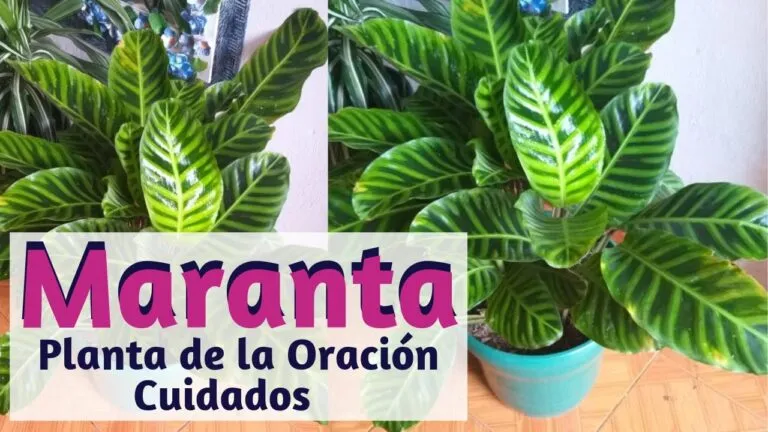 Oracion Para Bendecir Las Plantas