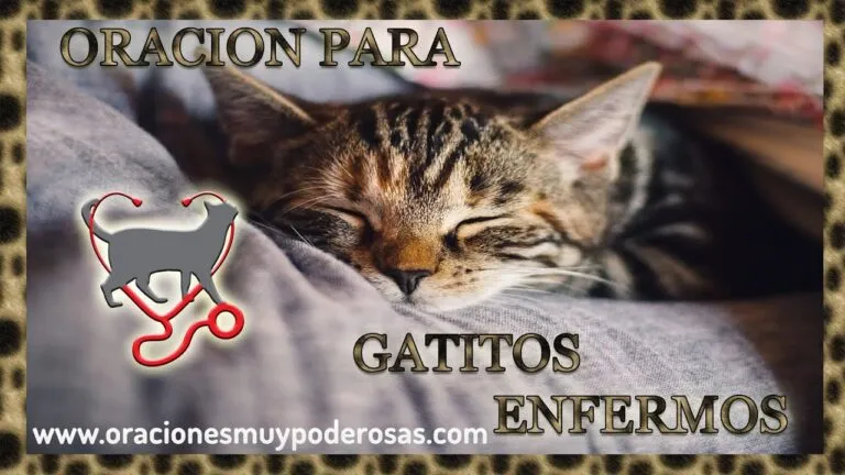 Oracion Para Curar A Un Gato