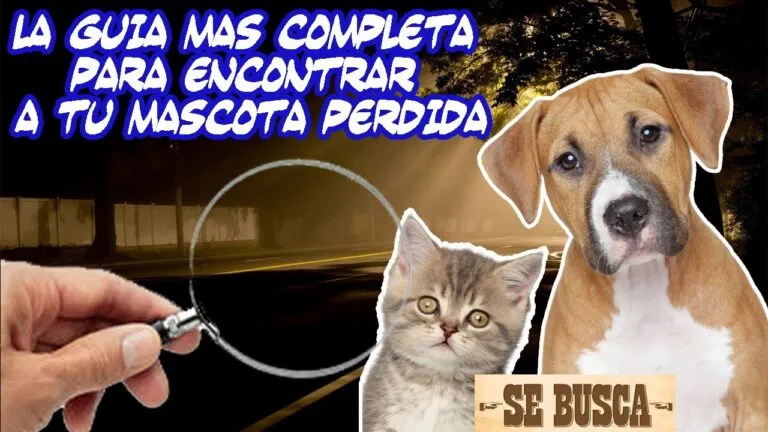 Oracion Para Encontrar Gato Perdido