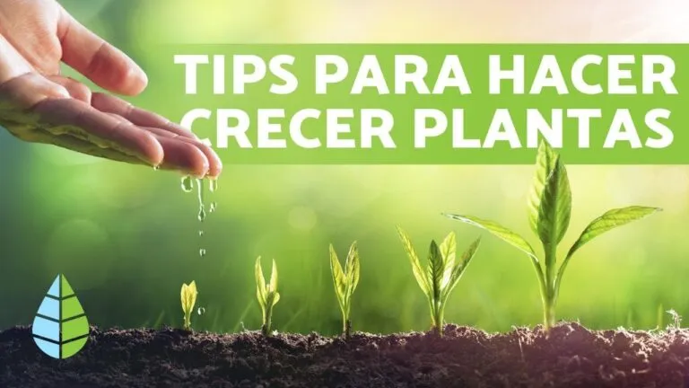 Oracion Para Que Crezcan Las Plantas