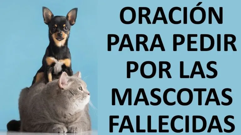 Oracion Para Una Mascota Fallecida