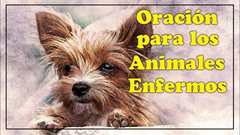 Oracion Por Los Gatos Enfermos