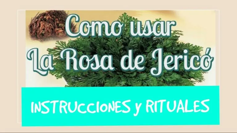 Oracion Rosa De Jerico Para El Dinero