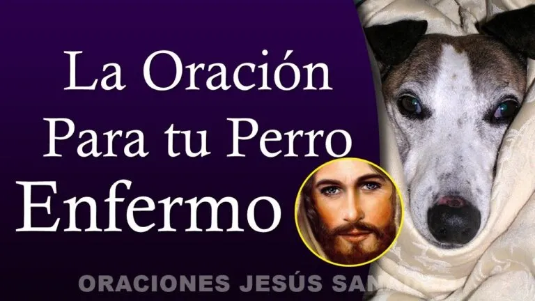 Oraciones De San Francisco De Asis Para Enfermos